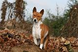 BASENJI 066